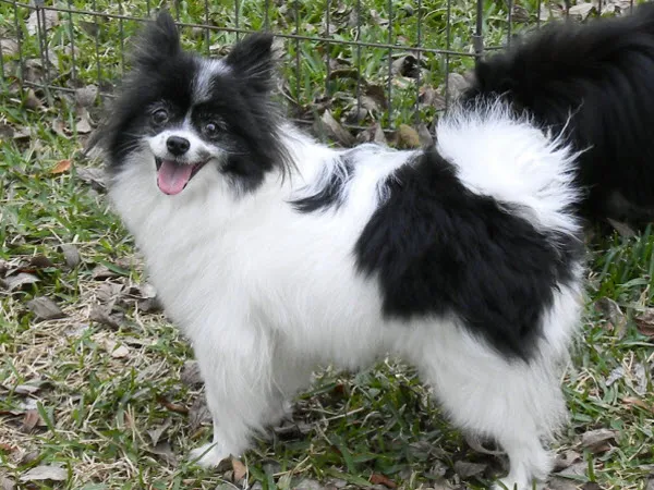 second chance pomeranians