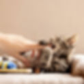 0I4A0323-highres.jpg