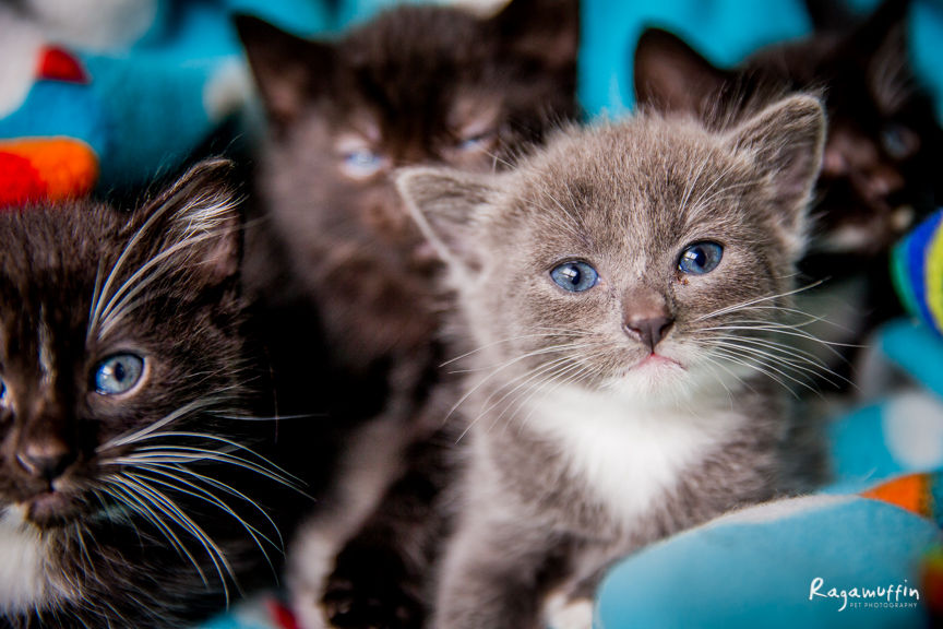 web_neko-ragamuffin-March_16(45).jpg