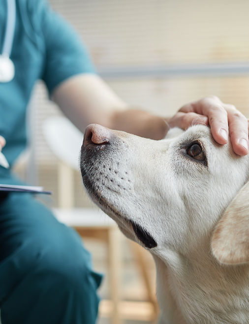 A veterinarian in scrubs gently pats a Labrador on the head while