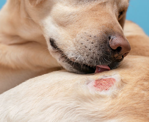 Close-up of a Labrador retriever licking a red wound on its fur, set against a blue background