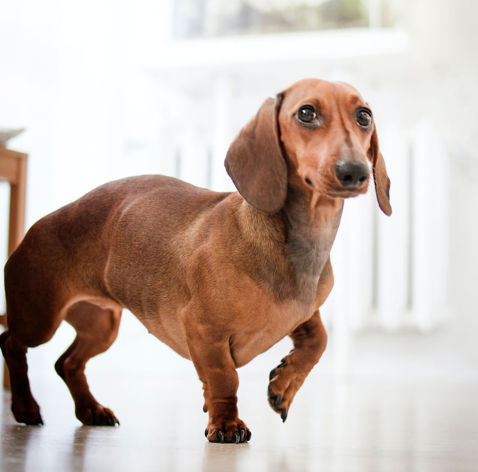 perro salchicha estandar