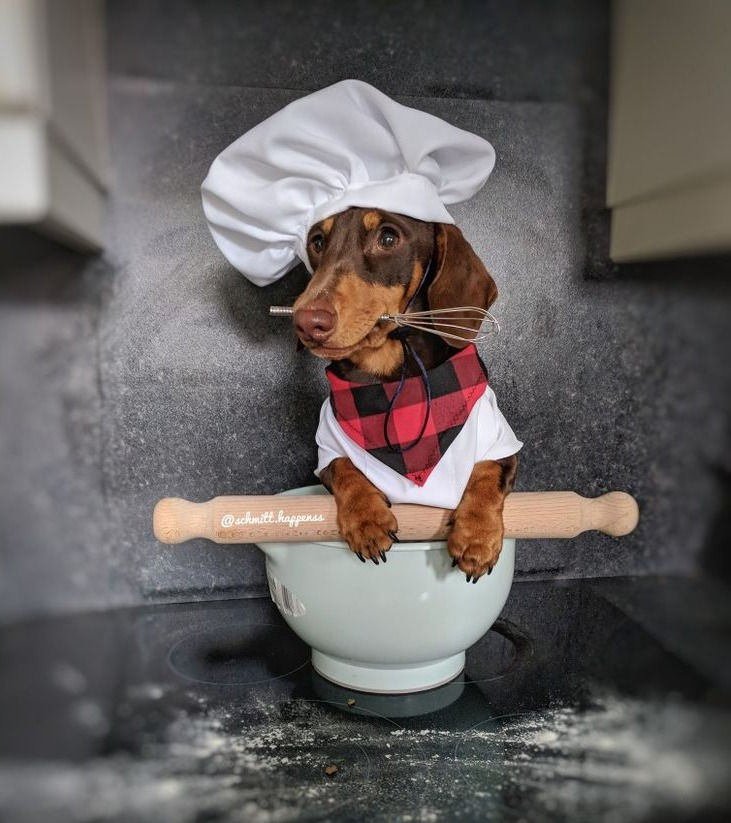 perro salchicha disfrazado de chef