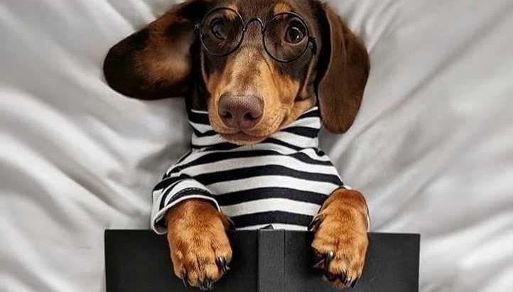 NO ES UN DACHSHUND ES UN DOXIE?