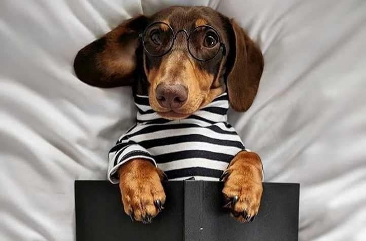NO ES UN DACHSHUND ES UN DOXIE?