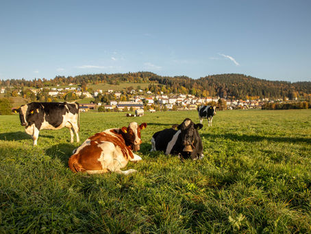 vaches vallée Ponts-de-Martel