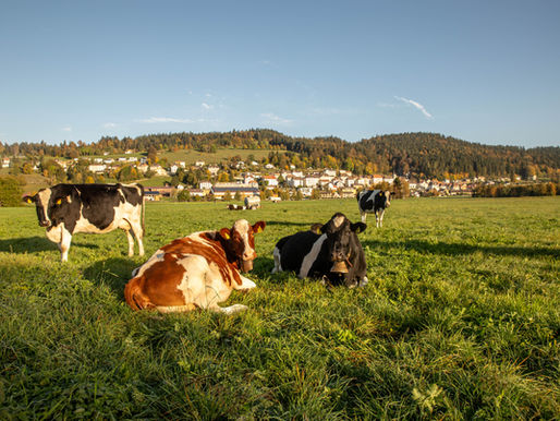 vaches vallée Ponts-de-Martel