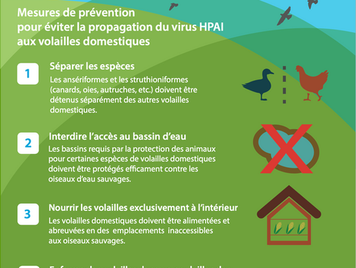 Epidémie de grippe aviaire: l'OSAV étend les mesures de précaution à toute la Suisse.