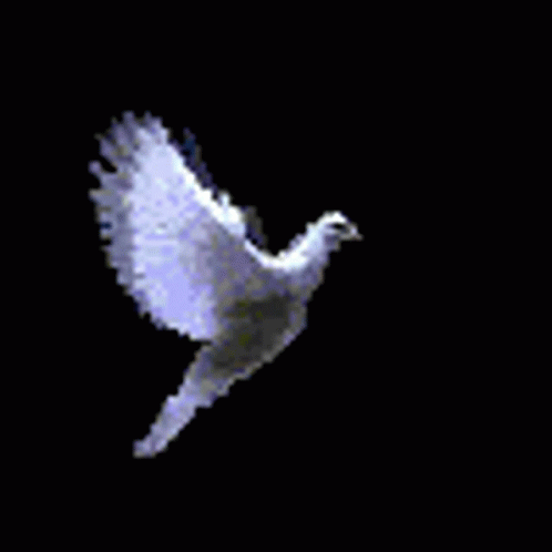 dovemagictrick.gif
