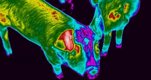 pigs-wounded-ear-thermal-image-1.webp