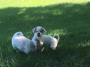 70b809_627e0479657b4eb2bc7bf6748412d8e9~