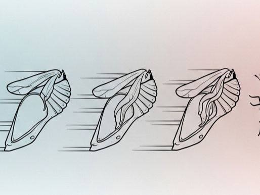 L'impact de la législation sur les évolutions de l'emballages :