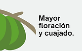 mayor produccion de aguacate.png
