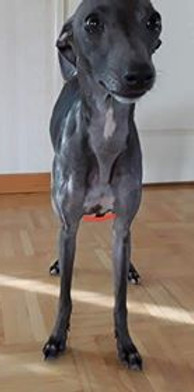 100508691_2334565943514333_9163236232648