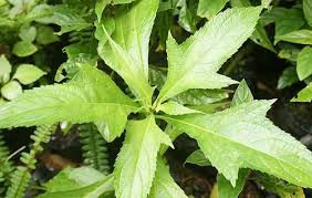 Gavilana, conoce mas acerca de ella...