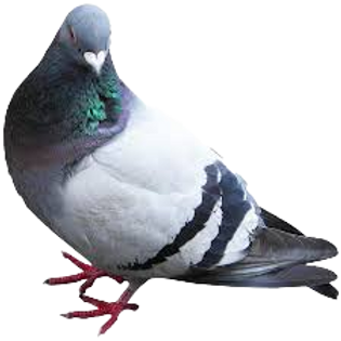 image_edited.png