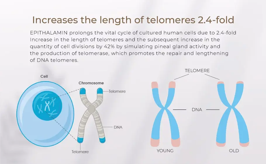 Diagram shows telomere lengthening by 2.4-fold with EPITHALAMIN