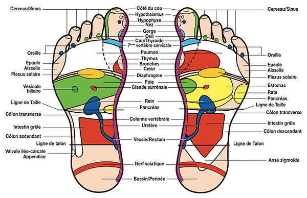 vue-plantaire-reflexologie.png