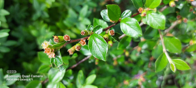 289508750_546393703633379_6287856182099479703_n (1).jpg