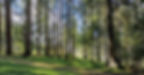 ©ROMNIGHOF_Waldbaden_im_Urlaub_k.jpg