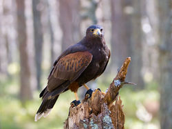 Harris hawk