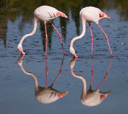Synchronised flamingos