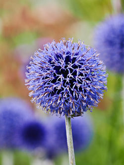 Small globe thistle
