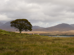 Lone tree on Islay