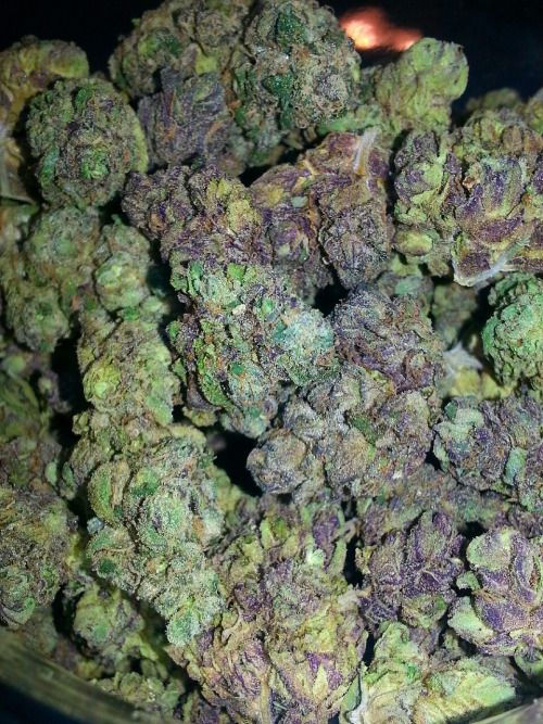 American Strain