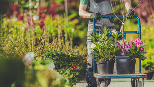 The Best Garden Plants for Pennsylvania: Top Picks for Your Landscape