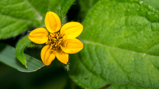 Best Native Shade Plants in Pennsylvania for Your Garden Landscape in Boalsburg, PA