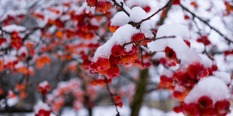 winterberry tree