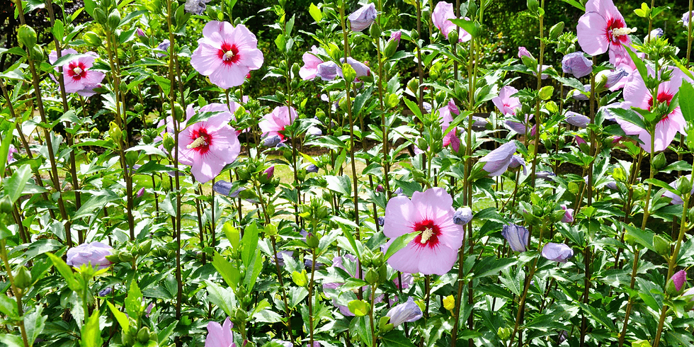 rose of sharon