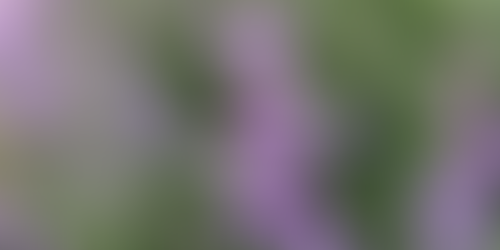 Beautiful Flowers That Look Like Lavender But Aren't in Boalsburg, PA