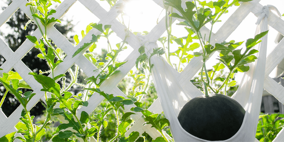 A trellis for growing watermelons