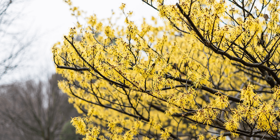 witch hazel