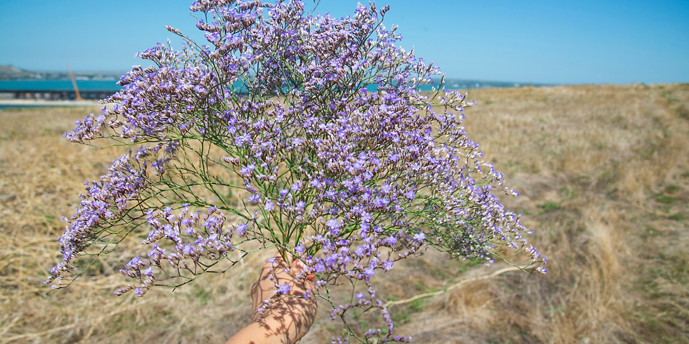 Limonium latifolium