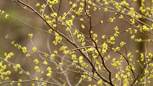 Top Bushes in PA: Enhance Your Landscape with Native Shrubs