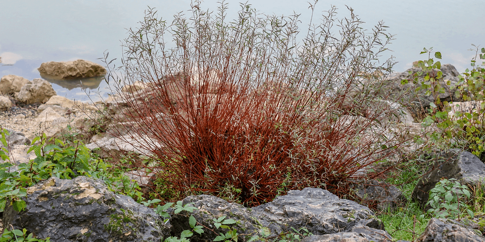 red twig dogwood