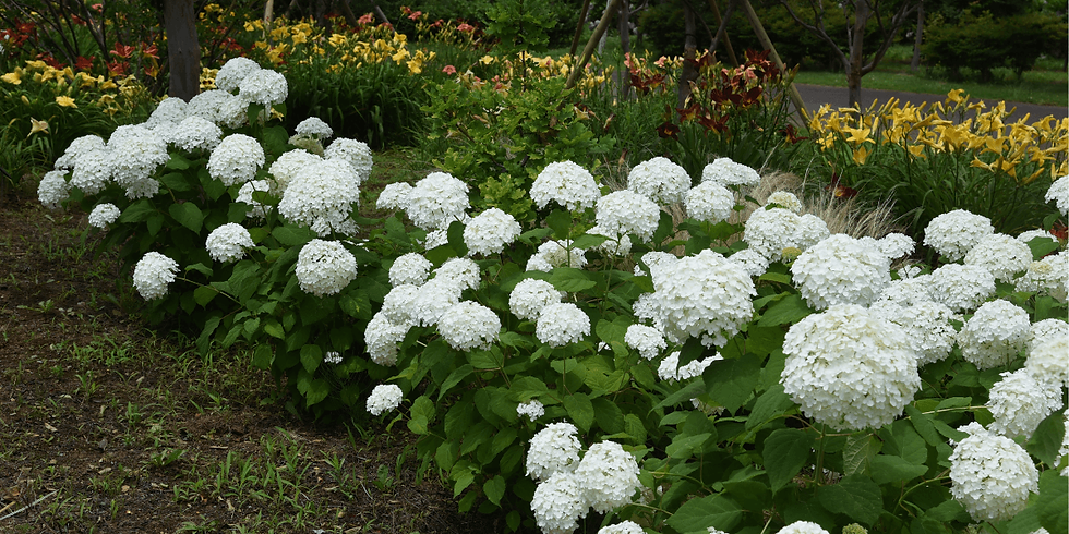 smooth hydrangea