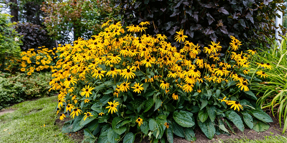 black-eyed Susans