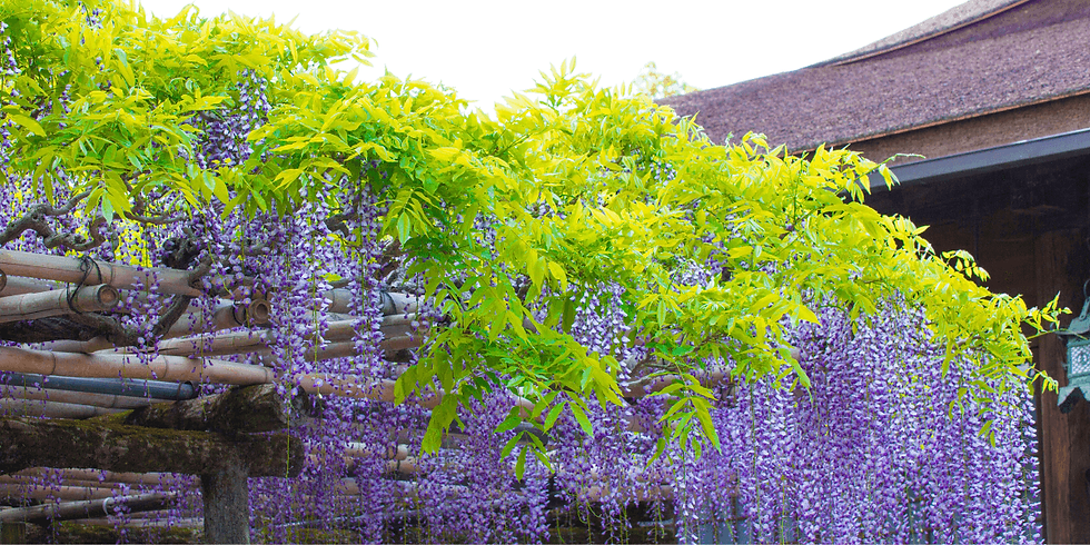 Wisteria trellis