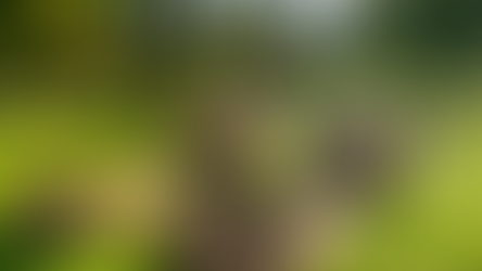 Difference Between In-Ground Soil and Raised Bed Soil Explained in Boalsburg, PA