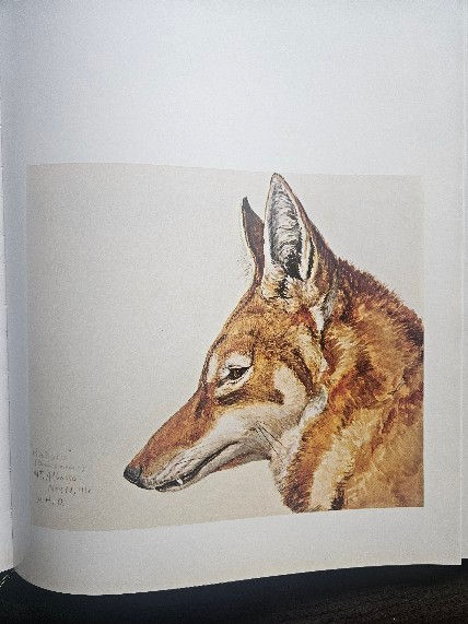 Thumbnail: Louis Agassiz Fuertes & the singular beauty of  birds
