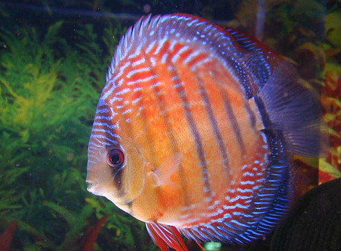 Inanu (Sadaaki Hachiya).jpg