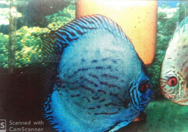 Male German Cobalt Blue.PNG