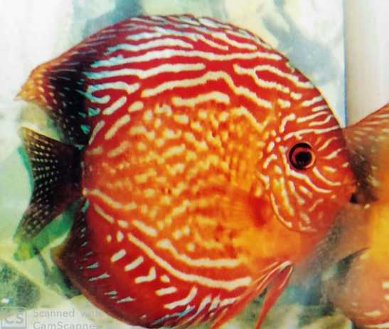 WR38 Tomato Red 2.JPG