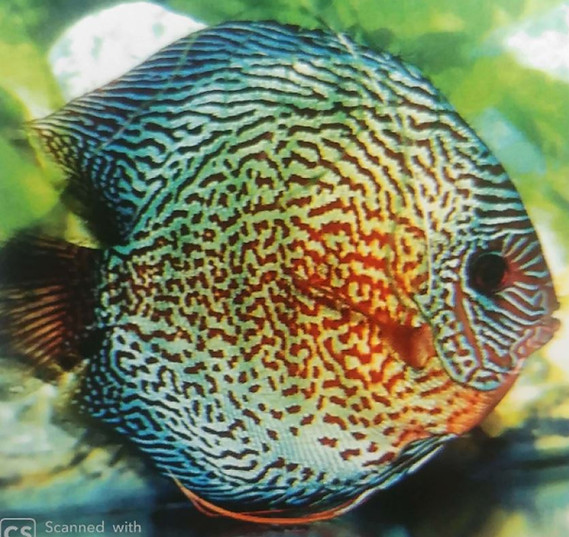 WR37S Super Mosiac Tangerine g.JPG