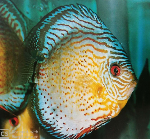 Parent of WW49 Wild Red Spotted Green F1