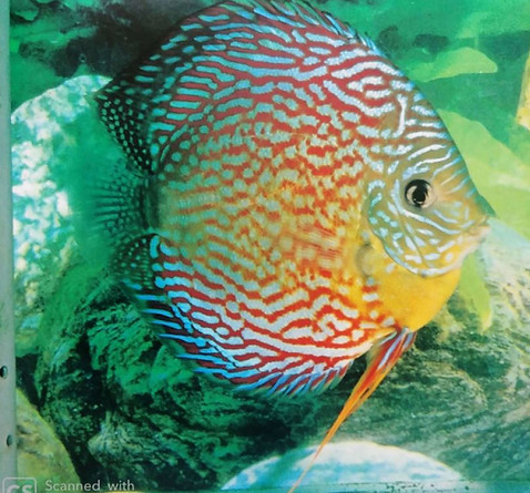 WR28S Super Tangerine Pearl b.JPG